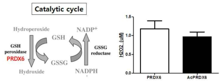 정제된 acetylated PRDX6를 이용한 in vitro peroxidase assay. NADPH,GSH를 전자 도너로 H2O2를 처리해서 peroxidase assay를 수행. 이때 H2O2감소량은 NAPDH의 감소량으로 확인가능함