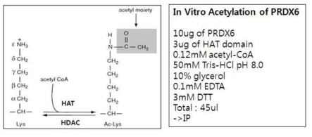 In vitro acetyaltion Reaction
