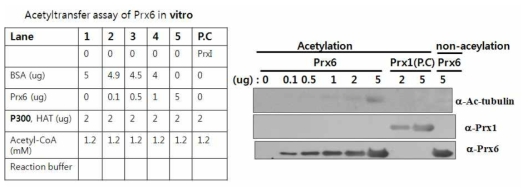 In vitro HAT assay로 PRDX6의 아세틸화. p300/HAT, acetyl-CoA, 반응 buffer를 이용해서 PRDX6를 acetylation시킨후 western blotting으로 확인함