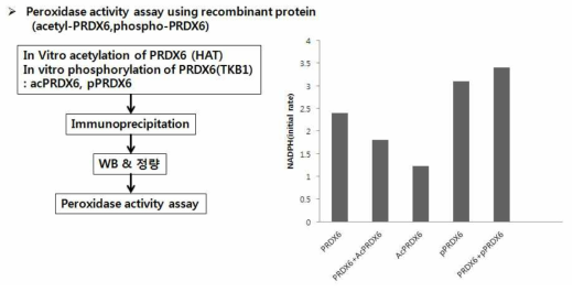 다른 종류로 수식된 PRDX6(acetyl-PRDX6,phospho-PRDX6)를 이용하여 peroxidase활성에 미치는 영향 조사 . 정제된 PRDX6를 acetylation과 phosphorylation시킨후, immunoprecipitation으로 specific modification된 PRDX6를 정제한후, 이를 이용해 peroxidase assay를 수행
