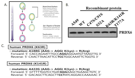PRDX6 mutant 단백질 cloning 및 분리정제. 다양한 PRDX6를 site-directed mutagenesis로 cloning한후, 각각을 E.coli system에 과발현한후, Nickel column을 이용하여 정제후 동량을 western blotting으로 확인함