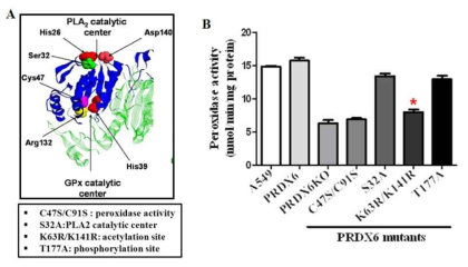 산화스트레스하에서 acetylated PRDX6의 antioxidant aictivity측정. (A)PRDX6의 기능상 중요한 site 및 structure (B)PRDX6의 기능에 중요한 site를 mutation시킨 다양한 PRDX6 mutant를 이용해 peroxidase assay를 수행