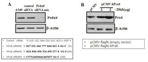 PRDX6 gene의 knockdown과 overexpression확인. (A)A549 cells에 siRNA방법으로 PRDX6를 결손시키고 (B) pCMV-PRDX6 plasmid를 transfection시켜서 PRDX6를 과발현한후, western blotting으로 확인