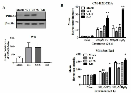 The protective effect of PRDX6 against oxidative stress.(A) PRDX6의 wild-type, mutant(C47S)를 과발현한 세포와 PRDX6를 결손 시킨 세포를 만들어 전체 ROS양은 CM-H2DCF dye로 미토콘드리아 ROS는 MitoSox Red로 측정함