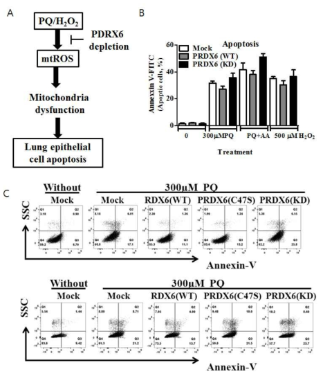 The protective effect of PRDX6 against oxidative stress. (A) PRDX6결손시 damage scheme (B)PRDX6를 결손시킨 세포에서 Annexin-V를 이용하여 FACS를 찍어 apoptosis를 확인함 (C) PQ과 H2O2를 처리후 FACS를 찍어 cell death를 확인