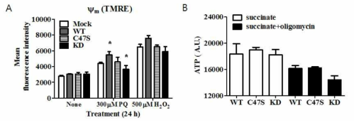 The protective effect of PRDX6 against mitochondrial dysfunction.(A)미토콘드리아 membrane potential을 TMRE로 확인함(B)미토콘드리아 ATP생성을 complexI substrate인 succinate를 처리후 측정함