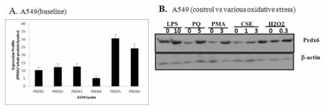 PRDX6는 다양한 agonist에 의해 발현되어짐 (A) A549에서 PRDXs의 기본발현양을 비교하기 위해 anti-PRDX1-6을 이용해서 western blotting해서 비교 (B) A549에 다양한 agonist를 처리한 후 anti-PRDX6로 western blotting함
