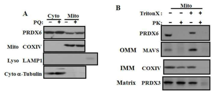 Translocation of PRDX6 to mitochondrial cytoplasmic site in response to increased oxidative stress. (A) PQ 처리한 A549를 centrifugation/percol방법으로 cytosol(Cyto)와 mitochondria(Mito)를 분리해서 각각의 marker 항체를 purity확인후 anti-PRDX6로 발현양 확인 (B)submitochondria 분리를 위해 digitonin을 이용하였으며, mitochondria outer membran marker, inner membrane marker ,matrix marker를 이용해 western blotting으로 확인함