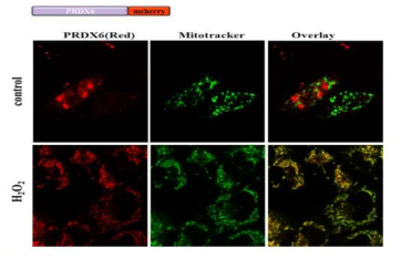 PRDX6의 mitochondria 위치를 MitoTracker를 활용하여 confocal로 확인함. pmCherry-PRDX6와 Mitotracker를 A549 세포에 co-transfection한후, confocal microscopy로 형광확인