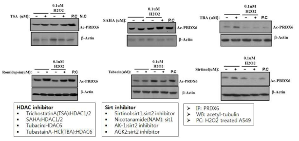 Confirmation of actylated PRDX6 changes in A549 treated with HDAC or SIRT inhibitor. A549에 HDAC or SIRT 저해제를 pre-treat를 4시간 한후, 0.1 uM H2O2를 24시간처리 한후 western blotting을 통해 ac-PRDX6의 발현양 비교