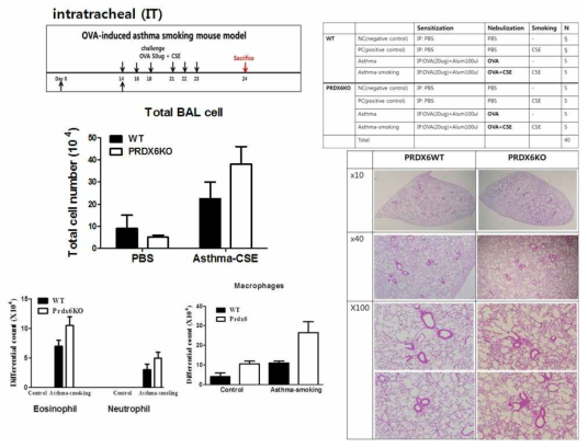 OVA-induced asthma smoking PRDX6KO 마우스 profile. PRDX6 KO 마우스로 OVA-Smoking모델을 만든후, BAL을 모아서 total cell수를 측정하고, DiffQick을 이용하여, BAL에 세포종류를 확인함