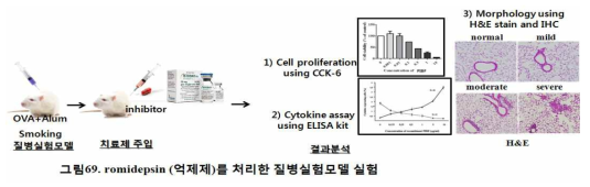 romidepsin (억제제)를 처리한 질병실험모델 실험 . 이미 확립한 OVA-induced astham smoking 마우스 모델에 HDAC 저해제인 romidepsin을 농도별, 시간별 주입해서 효과를 CCK-6, cytokine assay, IHC를 통해 확인함