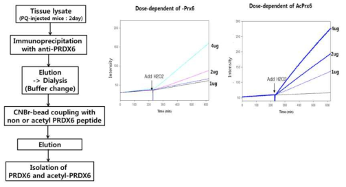 acetyl-PRDX6의 항산화 효과. PQ 처리한 마우스 폐조직의 lysate을 anti-PRDX6로 immunoprecipitation한후, CNBr-column을 이용하여 정제함. 정제된 PRDX6와 acetyl-PRDX6를 농도별 처리해서 peroxidase asay를 수행해서 antioxidant 기능확인