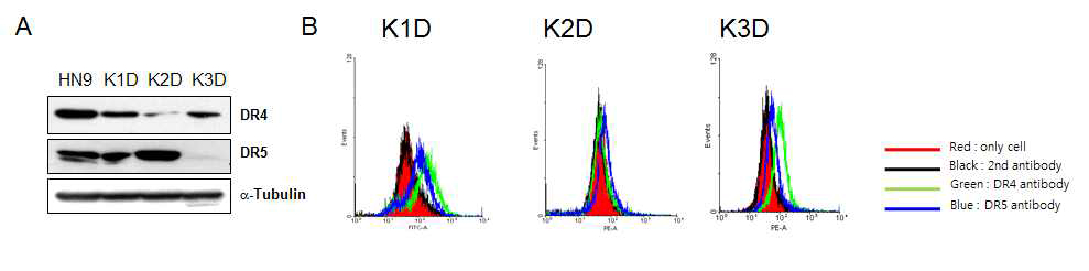 (A) K1D, K2D, K3D 환자 유래 암세포주에서 DR4, DR5 receptor 발현을 Western blotting 분석을 통해 비교함. (B) cell surface의 DR4와 DR5 receptor 발현을 FACS 통해 분석