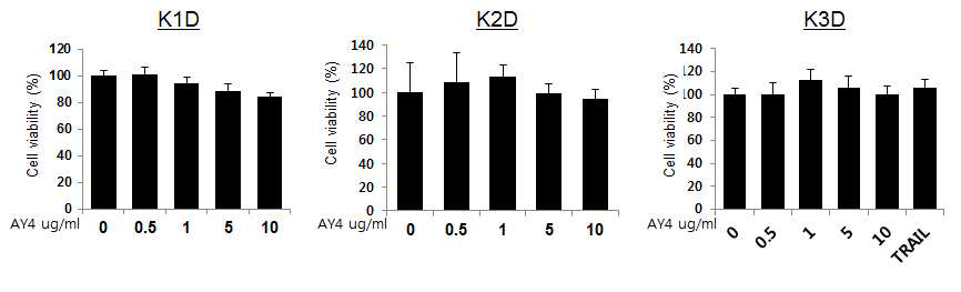 환자유래 세포주 K1D, K2D, K3D에서 AY4 의 세포사멸 능 평가. AY4를 24시간 처리한 후 MTT 분석을 통해 세포사멸 능을 조사