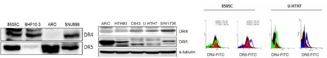 (A) Western blotting 분석을 통해 세가지 갑상선 암세포주에서 DR4, DR5 receptor 발현을 비교함. (B) 8505C 세포주 cell surface의 DR4와 DR5 receptor 발현을 FACS 통해 분석