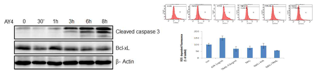AY4에 의해 일어나는 항암 세포사멸기작을 확인하기 위해 KB세포에서 ROS의 발생을 확인하는 실험(위), ROS의 형성을 억제하는 NAC처리시 ROS의 발생이 50% 이상 감소하는 것을 확인함