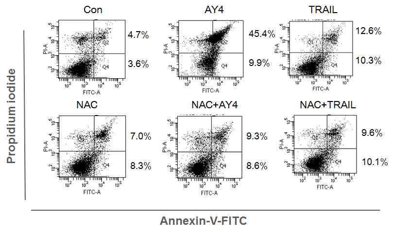 AY4가 ROS-dependent 임을 보여주는 결과로 ROS inhibitor인 NAC 처리시 AY4에 의해 유도되는 세포사멸이 현저하게 감소하는 것을 확인할 수 있음