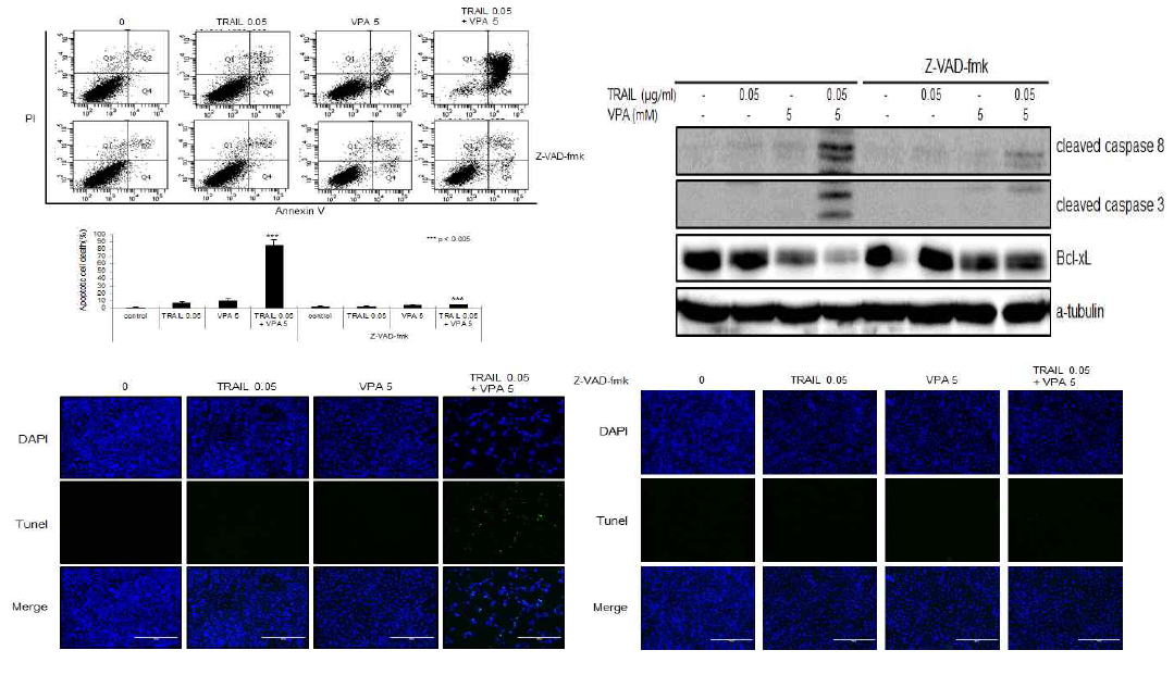 갑상선암 세포주 BHP10-3에 pancaspase inhibitor Z-VAD-fmk를 1시간 전처리후 TRAIL과 VPA를 병합처리하여 세포사멸 감소 및 apoptotic 세포 사멸 관련 단백질 변화 관찰. Z-VAD-fmk를 1시간 전처리후 TRAIL 0.05 ug/ml과 VPA 5mM을 처리한 후 (A) Annexin V-PI 염색 후 FACS 분석 (B) apoptotic 단백질 cleaved caspase8, cleaved caspase3와 anti-apoptotic 단백질 Bcl-xL을 western blot으로 확인. (C) TUNEL assay를 통해 세포사멸의 감소 측정함