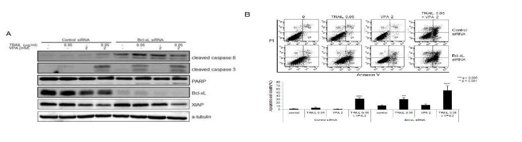 BHP10-3 세포주에 Bcl-xL siRNA를 transfection한 후 TRAIL 0.05ug/ml 과 VPA 2mM를 병합처리 18시간 한 후 (A) Western blotting을 통해 cleaved caspase 8, 3, PARP, Bcl-xL, XIAP 관찰과 (B) Annexin V-PI 염색 후 FACS 분석으로 세포 사멸 측정
