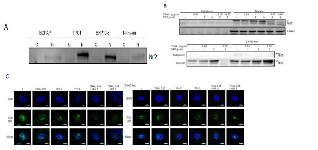 (A) 갑상선 정상세포주와 암세포주에서 Nrf2의 발현 여부 확인 및 (B) 핵내 Nrf2가 과발현되는 BHP10-3 세포주에서 TRAIL 0.05ug/ml과 VPA 2 또는 5mM를 병합처리 24시간 한 후, 핵내 Nrf2의 발현을 western blotting 과 (C) immunocytochemical staining 으로 확인함