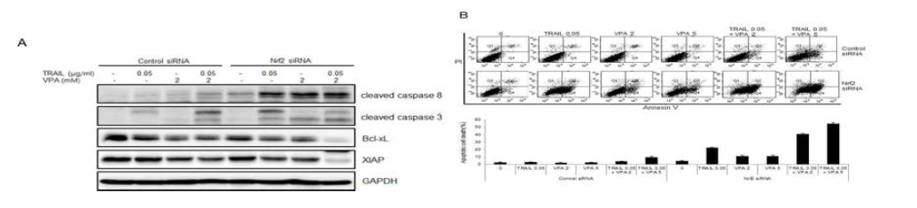 BHP10-3 세포주에 Nrf2 siRNA를 transfection한 후 TRAIL 0.05ug/ml과 VPA 2 또는 5mM를 병합처리 12시간 한후 (A) Western blotting을 통해 cleaved caspase 8, 3, Bcl-xL, XIAP 관찰과 (B) Annexin V-PI 염색 후 FACS 분석으로 세포 사멸 측정