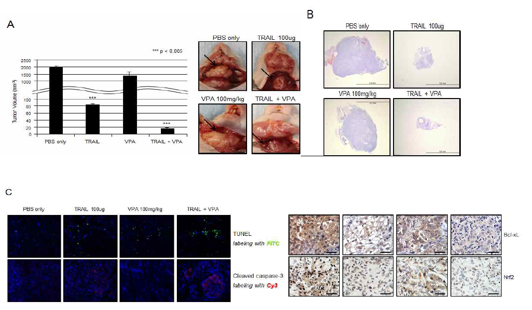 갑상선암 세포주인 BHP10-3을 면역결핍 nude mouse의 갑상선에 주입하여 orthotopic nude mouse 모델을 만들고, (A) 대조군과 TRAIL 5mg/kg 또는 VPA , TRAIL과 VPA 병합 처리한 치료군에서의 종양 크기를 측정하여 비교한 결과 통계적으로 유의하게 병합처리군에서 종양의 크기가 현저하게 감소한 것을 확인할 수 있어, 갑상선 암에서 TRAIL과 VPA 병합처리의 치료가능성을 확인할 수 있었음. (B) 절제된 암조직에서 H&E staining을 시행함. (C) 또한 대조군 및 TRAIL 또는 VPA 단독 처리군에 비해 TRAIL과 VPA 병합처리군에서 apoptosis를 나타내는 TUNEL positive cells과 cleaved caspase 3가 현저하게 증가되는 것을 볼 수 있음. 그리고 Nrf2 발현과 anti-apoptotic 단백질 Bcl-xL 발현의 감소를 절제된 암조직에서 immunohistochemical staining으로 확인함