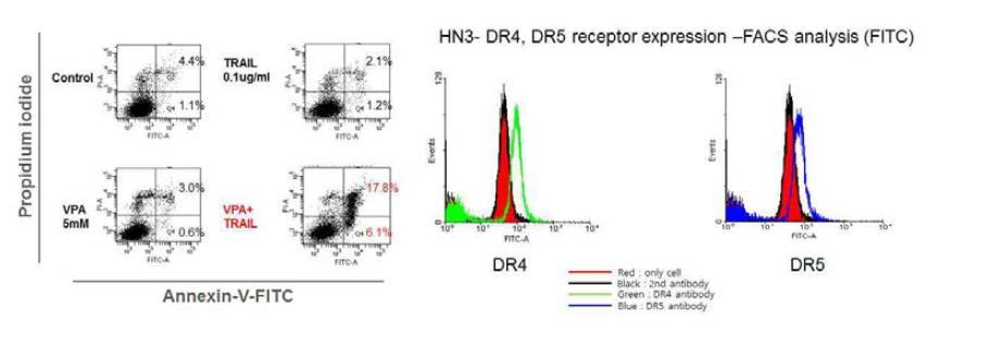 (좌) 두경부암 세포주 HN3에서 VPA와 TRAIL 병합처리하여 세포사멸능 평가를 위해 시행한 FACScan(annexin V & PI double staining)을 이용하여 결과를 보여줌. (우) HN3 세포주에 TRAIL receptor, DR4와 DR5가 cell surface에 발현됨을 보여줌
