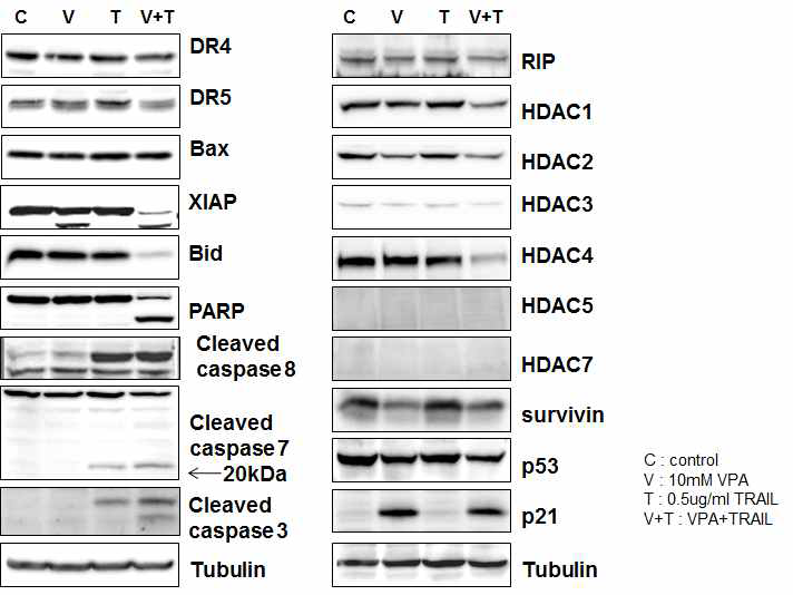 두경부 암 세포주 HN3에서 VPA와 TRAIL 병합 처리를 24 시간 한 후, 세포사멸 신호 전달 및 여러 종류의 HDAC molecule들을 Western blotting으로 분석함
