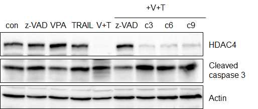 두경부 암 세포주 HN3에서 VPA와 TRAIL 병합 처리를 24 시간 한 후, 세포사멸 신호 전달 및 여러 종류의 HDAC molecule들을 Western blotting으로 분석함