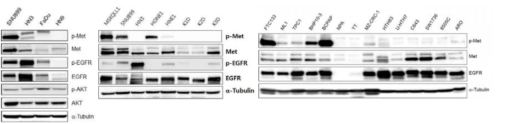 두경부 암세포주와 갑상선암세포주에서의 Met, EGFR, AKT의 발현 수준을 세포주별로 비교 확인함
