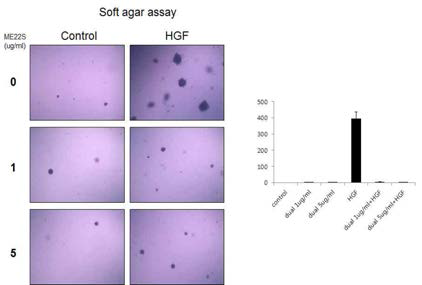 HNE1 세포주에 HGF와 ME22S를 동시에 처리. 3주 후 crystal violet으로 염색 후 관찰