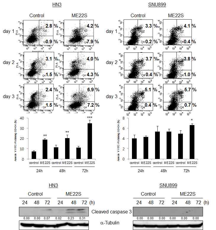 HN3, SNU899 세포주에 ME22S를 처리. ANNEXIN V-PI staining 함. (아래) HN3, SNU899 세포주에서 ME22S 를 24시간, 48시간, 72시간 처리 후 harvest. Western blot analysis 시행함