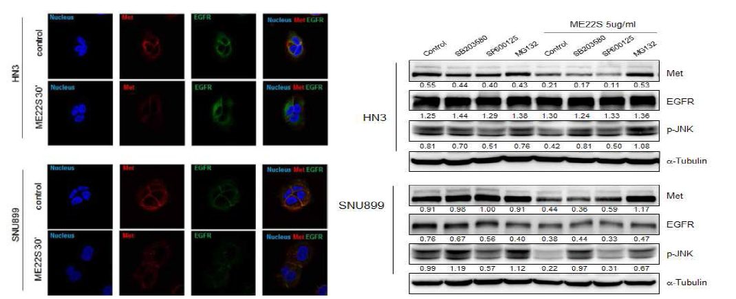 SNU899, HN3 세포주에서 ME22S및 각 inhibitor들을 동시 처리 한 후 2시간 후 harvest. Western blot analysis 시행함