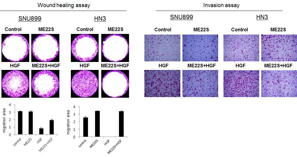 SNU899, HN3 세포주에서 ME22S를 전처리 1시간, HGF 24시간 처리 후 harvest. (좌) Wound healing assay, (우) invasion assay를 시행함