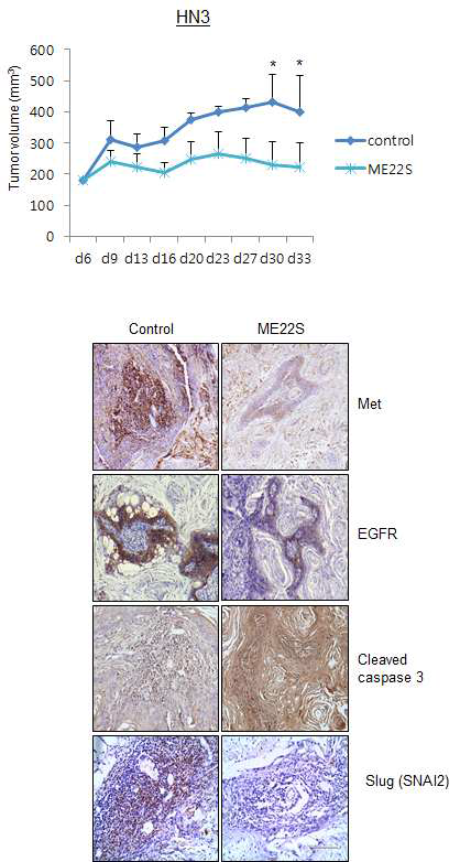 두경부암 세포주인 HN3 를 면역결핍 nude mouse에 투여하여 xenograft 모델을 만들고, 대조군에 대해 ME22S를 5mg/kg을 처리한 치료군에서의 종양의 부피변화의 차이를 확인함