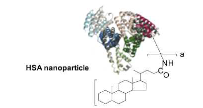 Human Serum Albumin 나노입자의 화학적 구조 (Koo et al., 2012)