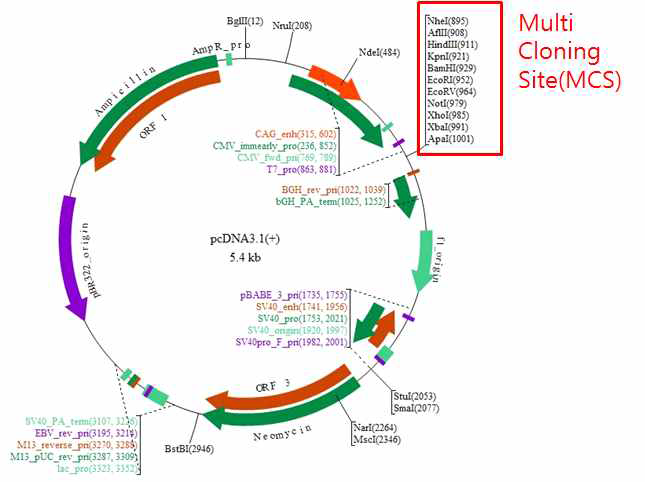 Nerve Growth Factor 발현을 위해 개발될 gene vector 모식도