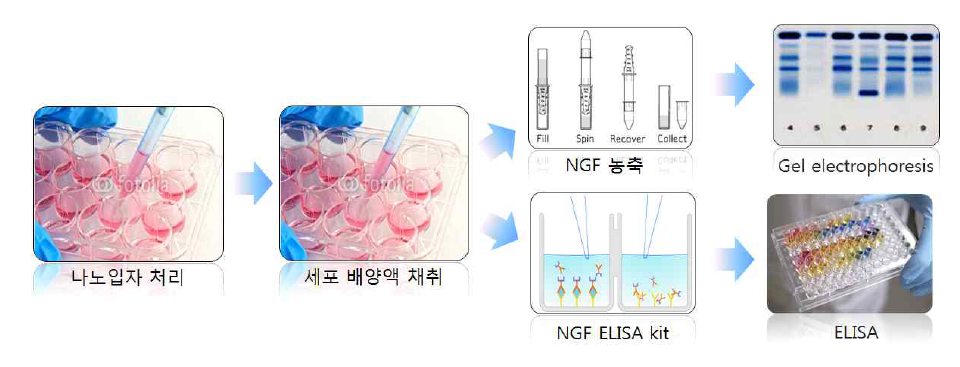 Gene vector 에 의해 발현된 NGF 검출 과정