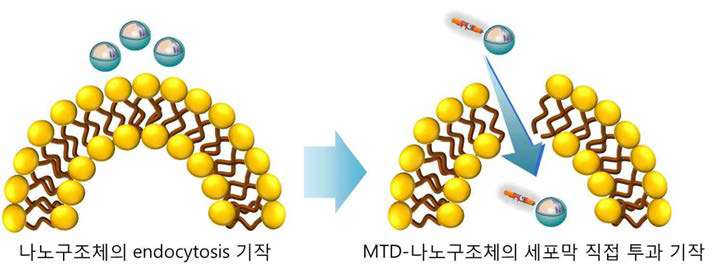 RGC 세포에 있어 MTD가 접합된 나노구조체의 세포막 투과 기능을 표현한 개략도