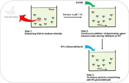 Human Serum Albumin 나노입자 형성 모식도