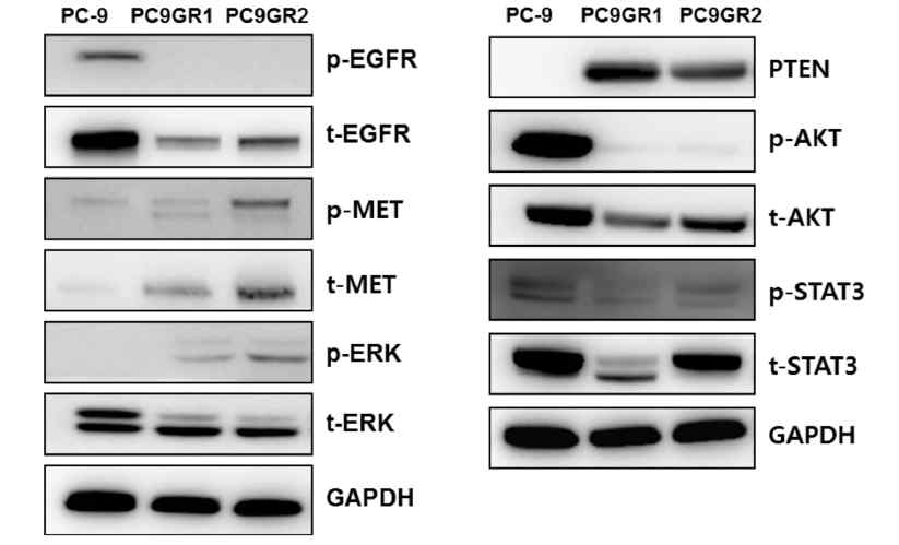 PC-9과 PC9-GR1,PC-9GR2세포주에서 MEK-ERK signaling pathway를 확인