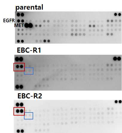 EBC-1 세포주 및 내성 세포주 R1, R2의 phospho-RTK array 결과 비교를 통해 EGFR은 phosphorylation이 증가하고 MET은 감소하였음을 확인
