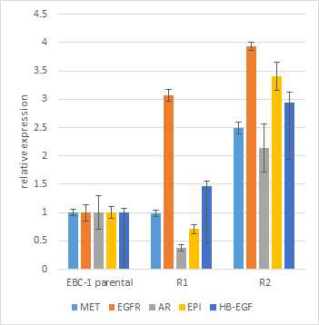EBC-1 세포주 및 내성 세포주 R1,R2의 qRT PCR 확인 결과 R1은 EGFR expression 증가가 확인되었으며, R2는 MET,EGFR 및 EGFR ligand family의 증가가 확인