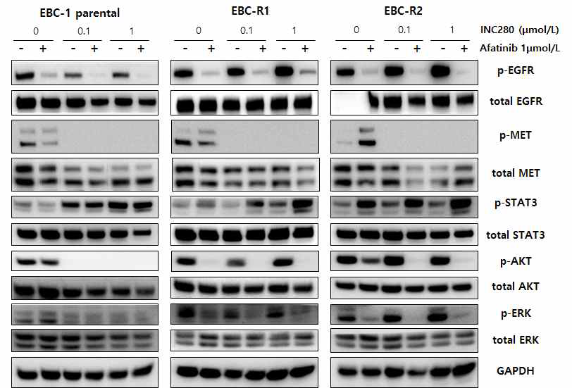 EBC-1 세포주 및 내성 세포주 R1, R2의 Western blot을 비교. EBC-1 은 INC280에 농도가 높아짐에 따라 하위 signaling의 억제를 보이며, R1의 경우 afatinib 단독 사용, R2는 INC280과 afatinib의 병용으로 하위 signaling이 효과적으로 억제됨을 확인