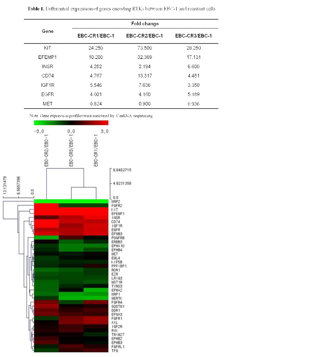 Hierarchical clustering analysis of the resistant cell lines revealed a cluster containing seven RTKs that was increased in all resistant cell lines. The values for clustering analysis fulfilled the requirements of normalized read counts (log2)>6 and p<0.05. The fold changes in expression of these RTKs are indicated in Table 1. Each color represents relative gene expression with the highest expression as red, lowest expression as green, and median expression as black