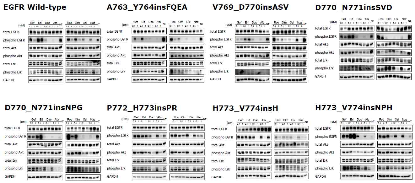 EGFR exon 20 insertion 돌연변이 Ba/F3 세포주들의 immunoblotting 실험. 1,2, 3세대 EGFR TKI에 대한 하위 경로 단백질의 인산화 억제 효과 비교