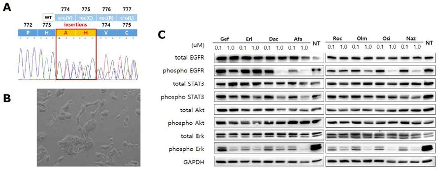 SNU-3173 환자 유래 세포주의 sequencing을 통한 돌연변이 확인과, morphology 확인, 그리고 immunoblotting을 통해 EGFR TKI에 의한 인산화 비교