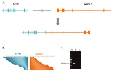 Myb-NHSL1 gene fusion의 발견 및 DNA 상에서의 검증