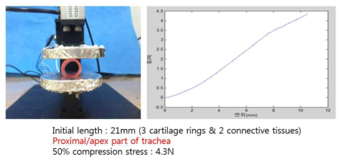 중대동물, 개를 이용한 기관 물성 측정 (Radial-Proximal)